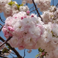 木花桜姫♡のプロフィール