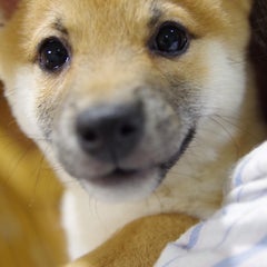 あんこのプロフィール