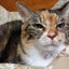 画像 猫と昼寝とパワーストーンのユーザープロフィール画像
