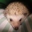 キャナルのサムネイル