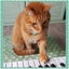 画像 猫づくし2(2匹の猫と美肌腸活のユーザープロフィール画像