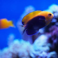 いきものがかりのプロフィール