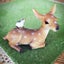 画像 北海道 旭川市   小さなパン教室 bambiのユーザープロフィール画像