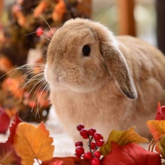 さくらのプロフィール