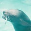 saku72のサムネイル
