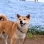 画像 柴犬ロッキーと日々のことのユーザープロフィール画像