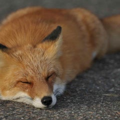 マフディのプロフィール