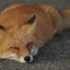 マフディのサムネイル