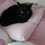 画像 黒猫＆キジトラ猫と共同生活進行中！のユーザープロフィール画像