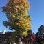 画像 銀杏の木のユーザープロフィール画像