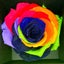 画像 虹色の花のユーザープロフィール画像