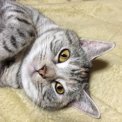 ルーチェのプロフィール