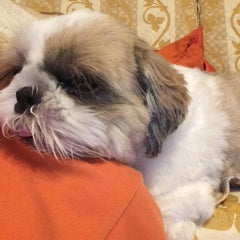 やぎのプロフィール