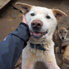 In 鉾田 共食いして生きた犬達の今 茨城県鉾田市 犬70頭 多頭飼育崩壊現場より 里親募集