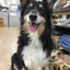 DOGGY POPのサムネイル
