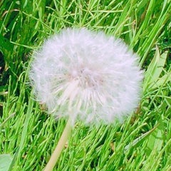 ぽぽたんのプロフィール