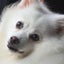 画像 口腔内腫瘍を持つ日本スピッツ犬セラヴィの気ままな生活日記のユーザープロフィール画像