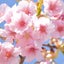 画像 〜吉野の里に美しく桜香る〜　美桜香のほっとブログのユーザープロフィール画像