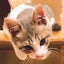 てるーしゅ & ういろうのサムネイル