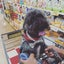afuchan go-go-のサムネイル