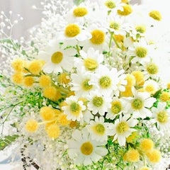カモミールの花言葉 あちゅばのほっこりブログ カモミールの花言葉 あちゅばのほっこりブログ