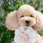 画像 犬・猫の床屋さん アクアマリンのブログのユーザープロフィール画像