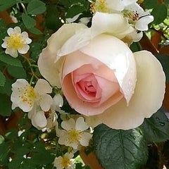 きののプロフィール