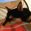 画像 ★犬連れキャンプ★  -黒柴シバコ キャンプ犬への道-のユーザープロフィール画像