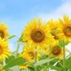 畑の雑草は抜かない方がいい その理由は 取材ライターがつづる 自然菜園だより 農業 自然 くらし おもしろネタ 畑の雑草は抜かない方がいい その理由は 取材ライターがつづる 自然菜園だより 農業 自然 くらし おもしろネタ