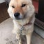 画像 バラと北海道犬リクと釣りのブログのユーザープロフィール画像
