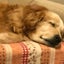 画像 〜ふぅのしっぽ〜 老犬とのしあわせな毎日♡   愛知県一宮市 老犬介護・シニア犬のお世話・看護のお手伝いのユーザープロフィール画像