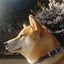 画像 柴犬ハルとママのお散歩日記のユーザープロフィール画像