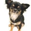 画像 草加の理容店CURL&NEECと愛犬チロルのユーザープロフィール画像