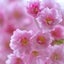 画像 桜のブログへようこそのユーザープロフィール画像