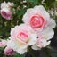 画像 ふんわりバラの庭のユーザープロフィール画像