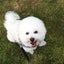 画像 ビションフリーゼ  三四郎の犬日記のユーザープロフィール画像