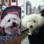 画像 保護犬ベスとの暮らしのユーザープロフィール画像