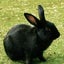 村の黒うさぎのサムネイル