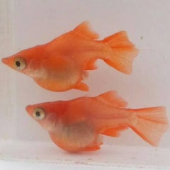 彩鱗めだかのブログ 彩鱗めだかのブログ