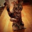 画像 uzuのブログ〜姉妹猫mita&wataのブログのユーザープロフィール画像