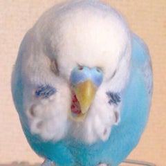 インコの鳴き声がうるさい どうすればいい とりログ