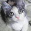 画像 横浜地域猫をすすめる会のブログのユーザープロフィール画像