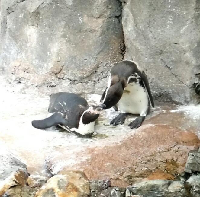 クロスケ