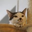 みーねこのサムネイル