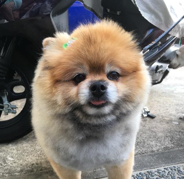 ぽめしば