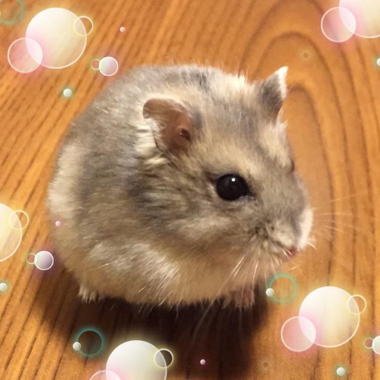 どりあん