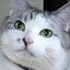 猫とネコとふたつの本棚のサムネイル