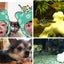 画像 可愛い熱帯魚とチワワの記録のユーザープロフィール画像