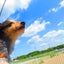 画像 旅犬レオの日曜日‼️のユーザープロフィール画像