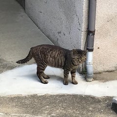 弁護士は杉並にいるのプロフィール